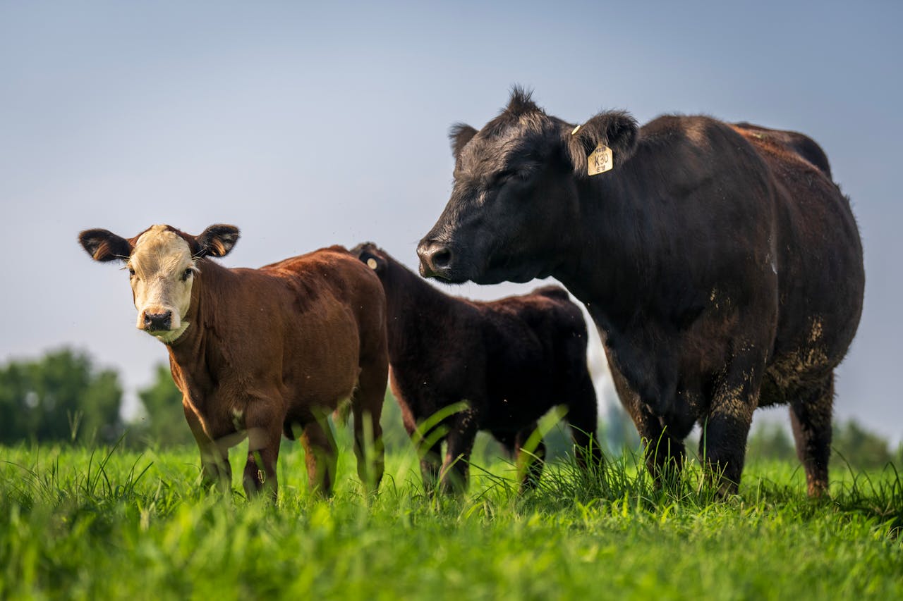 UNIDEV Donation of cows to rural community